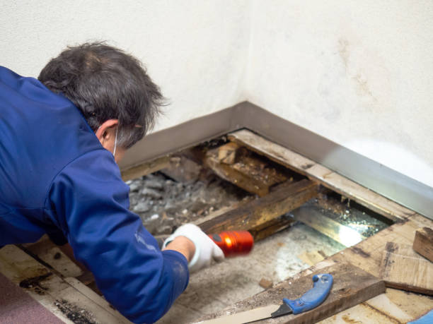 Professional Mold Removal in Skyline, AL