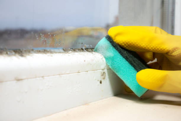 Best Mold Removal Process  in Skyline, AL